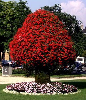 Flower Tree